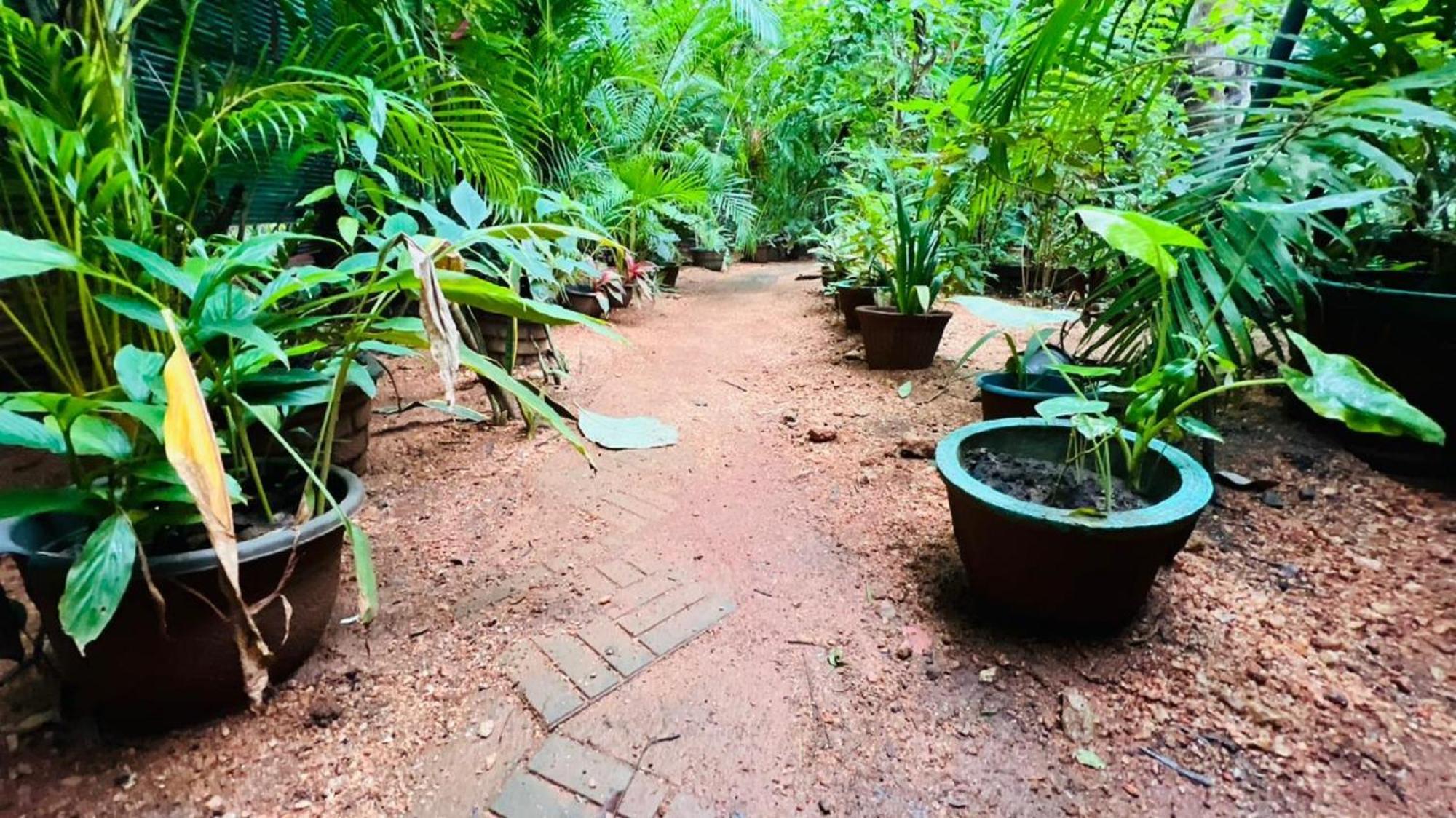 Sigiri Kp Family Home Sigiriya Exterior foto